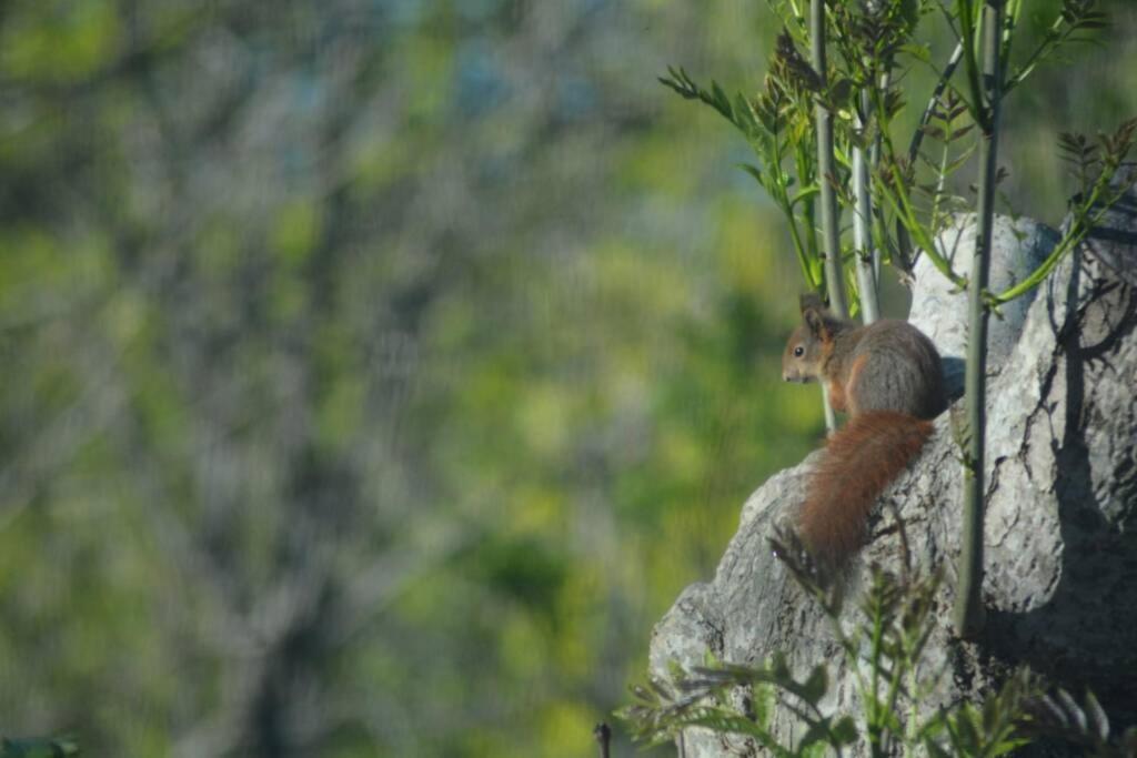 Treehut, Nature, Birds, Silence And Fjord Samlanes Exterior foto
